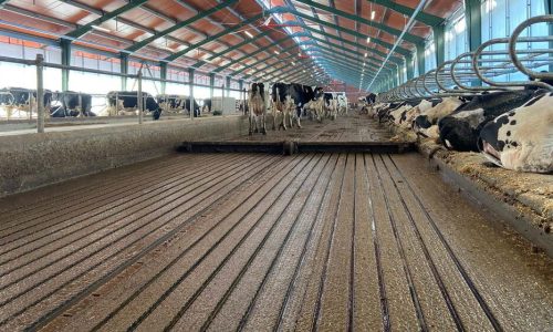 Bio-R use in Cattle slurry